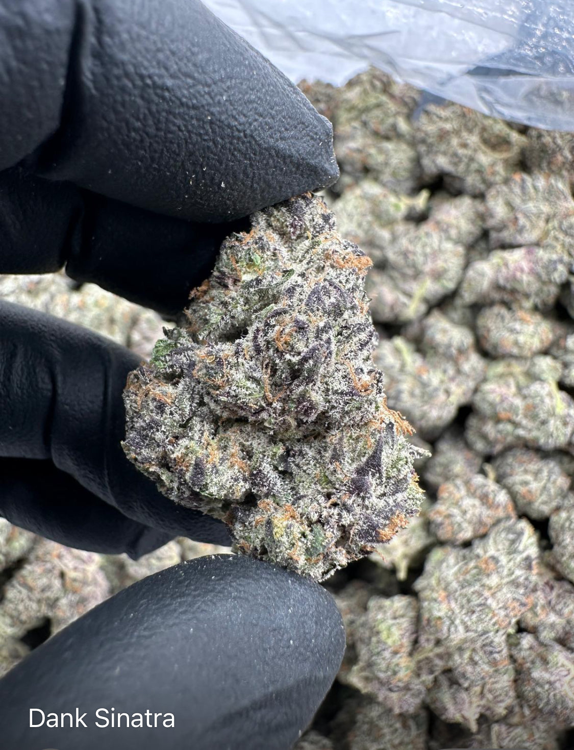 Dank Sinatra