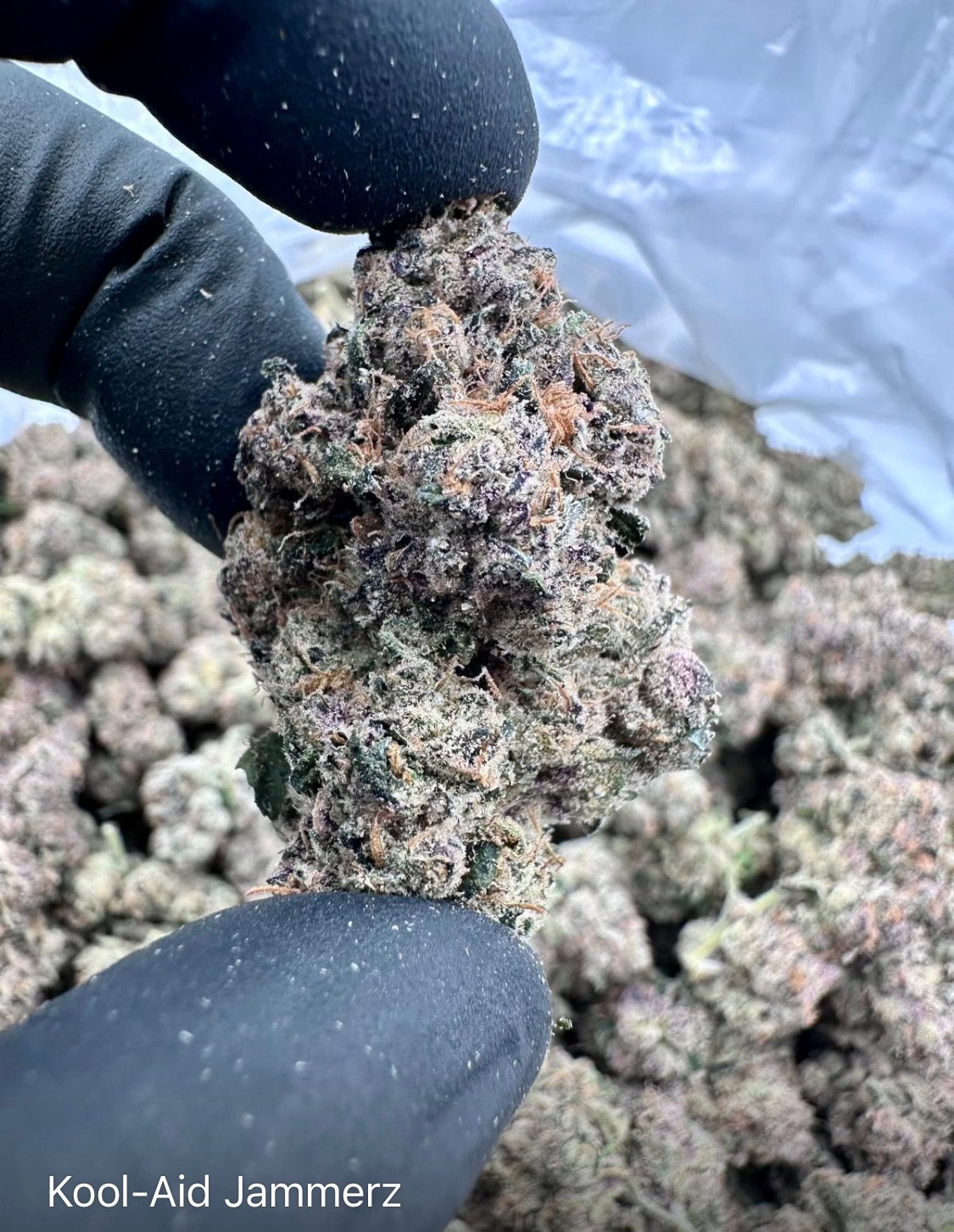 NEW: Kool Aid Jammerz