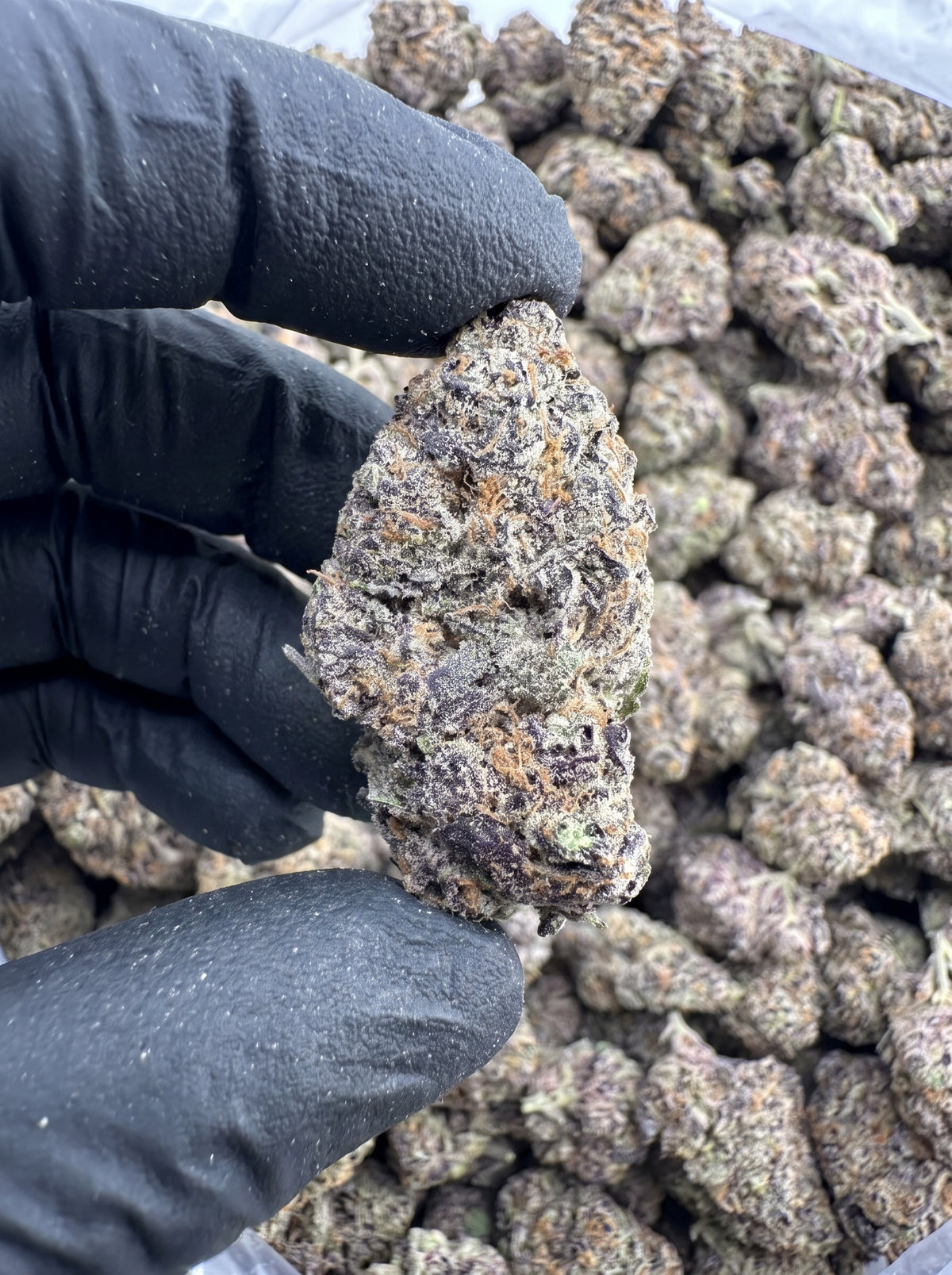 Blackout THCa flower held in hand