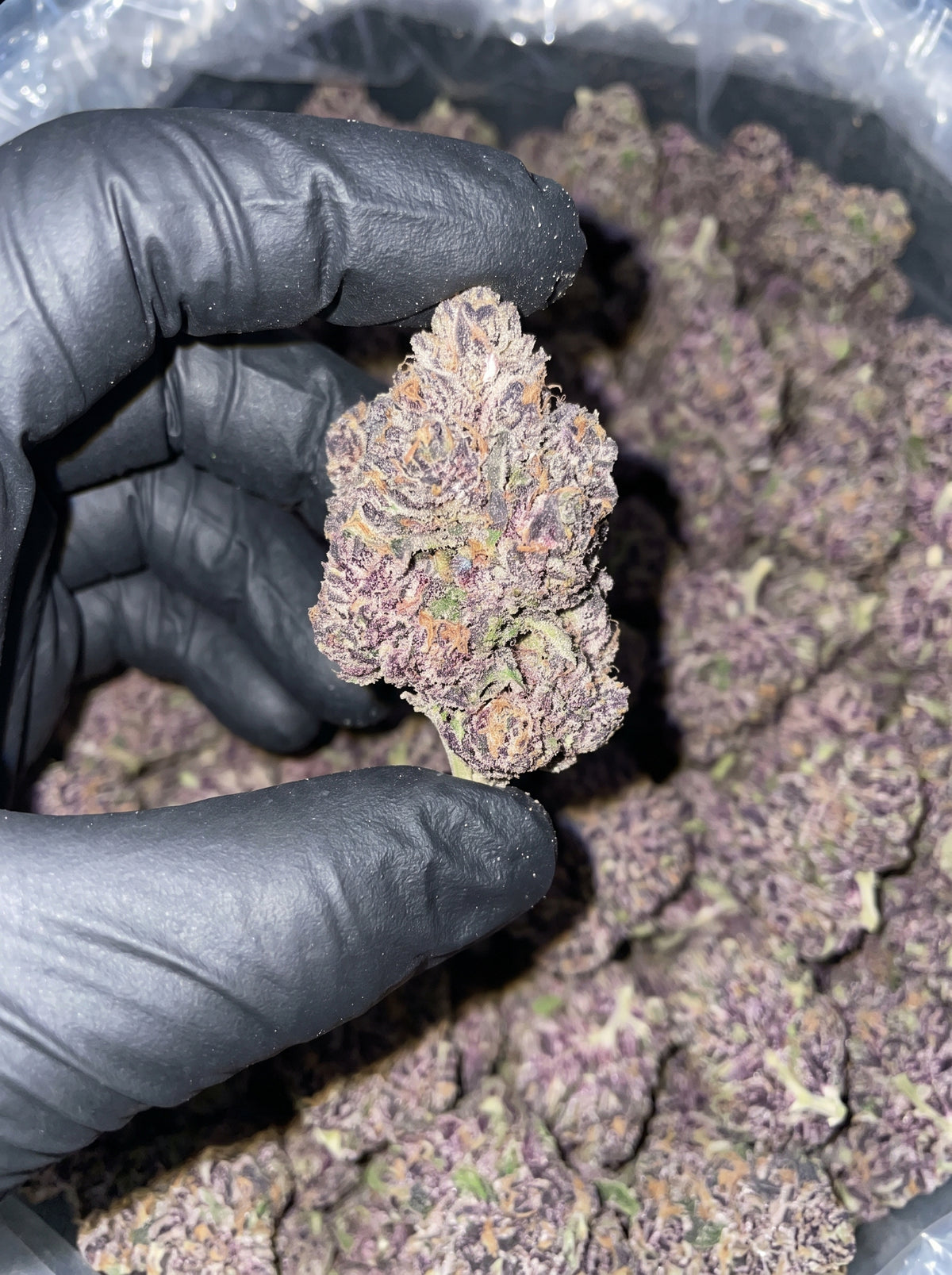 Blue Razz THCa flower held in hand