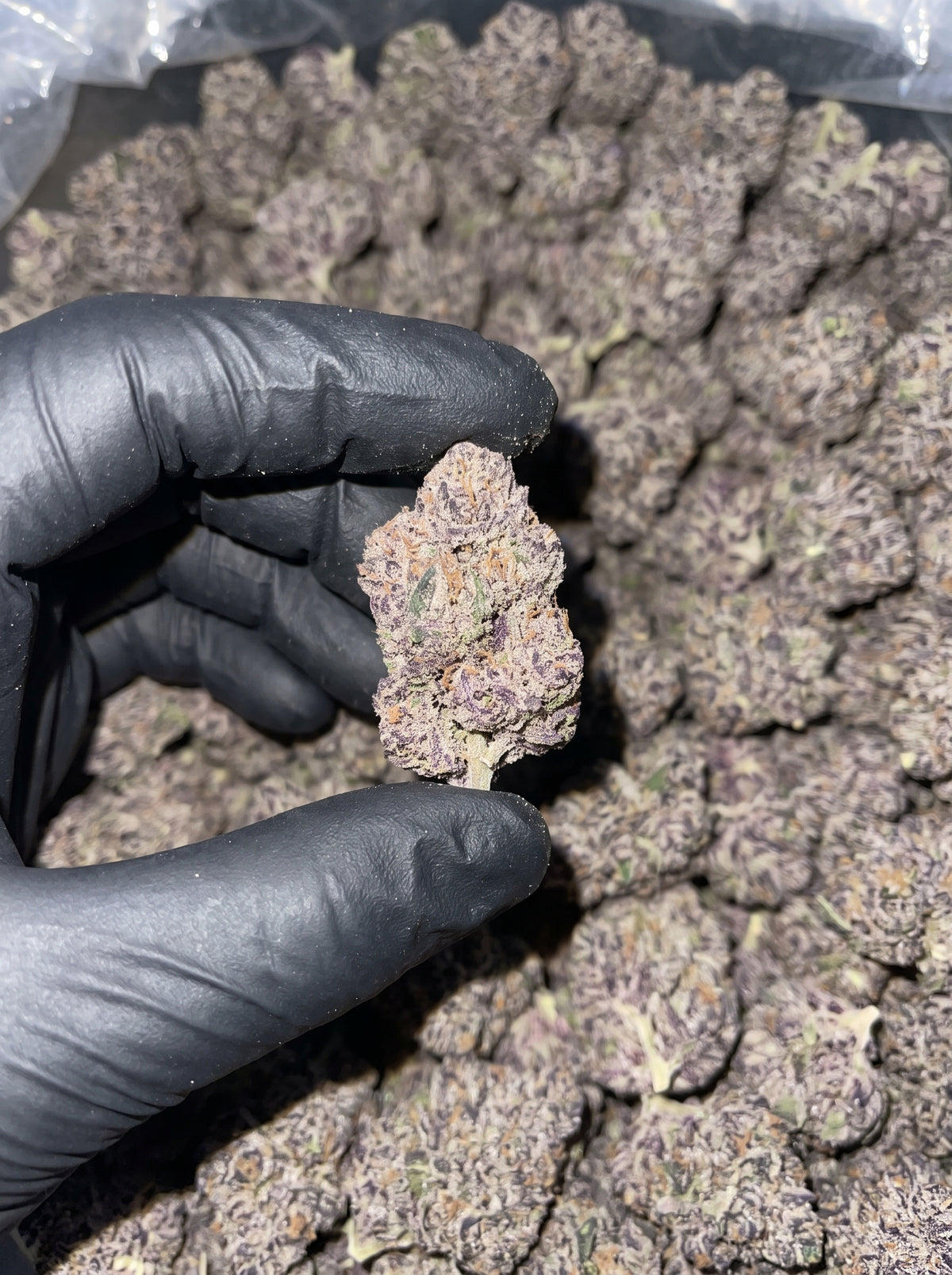 Gummyz #4 THCa flower held in hand
