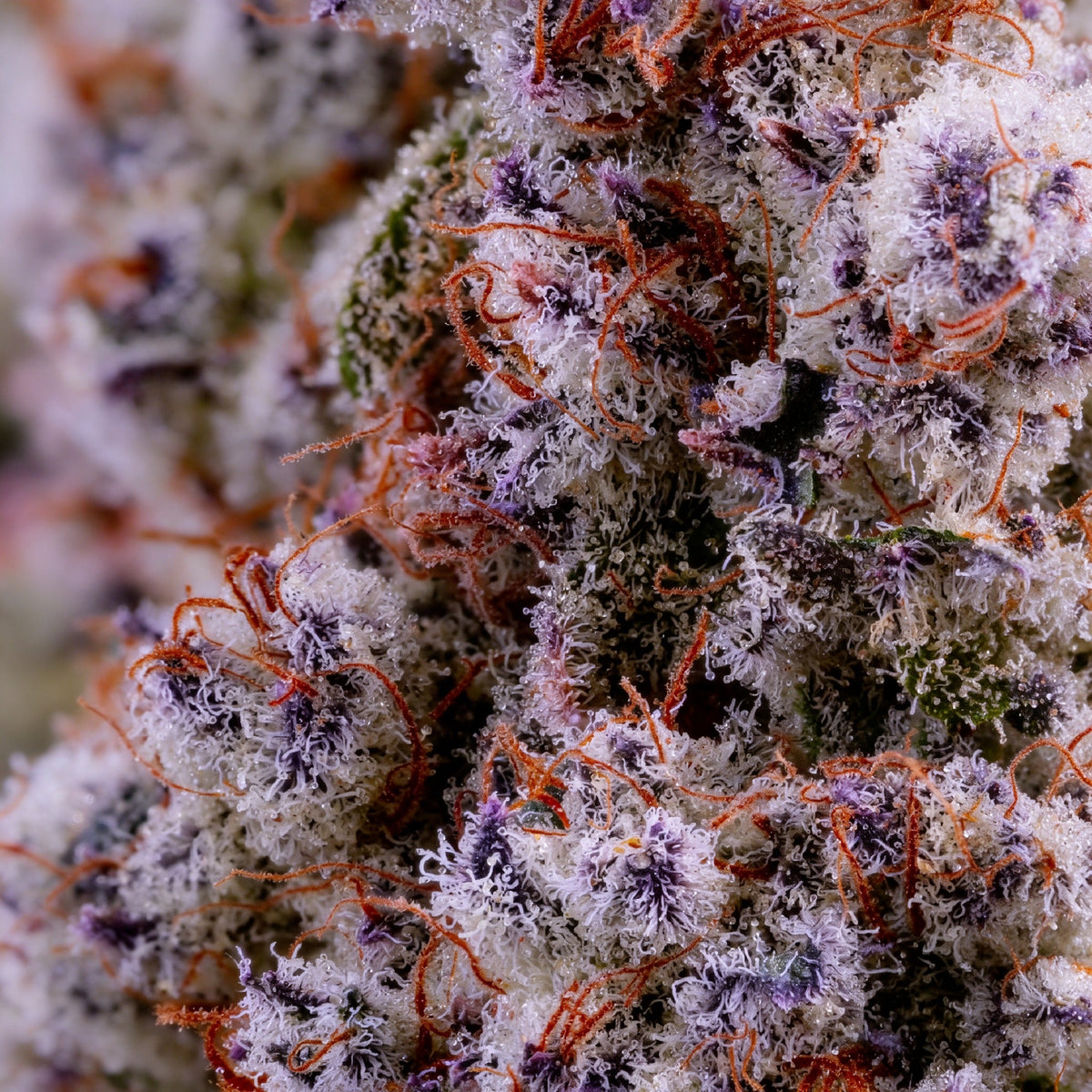 Product Highlight: Alpine Glow THCa Flower