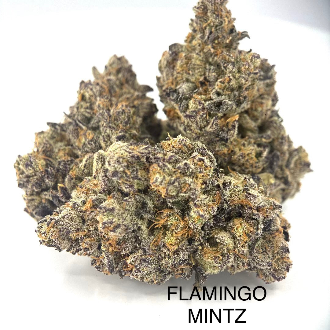 NEW: Flamingo Mintz