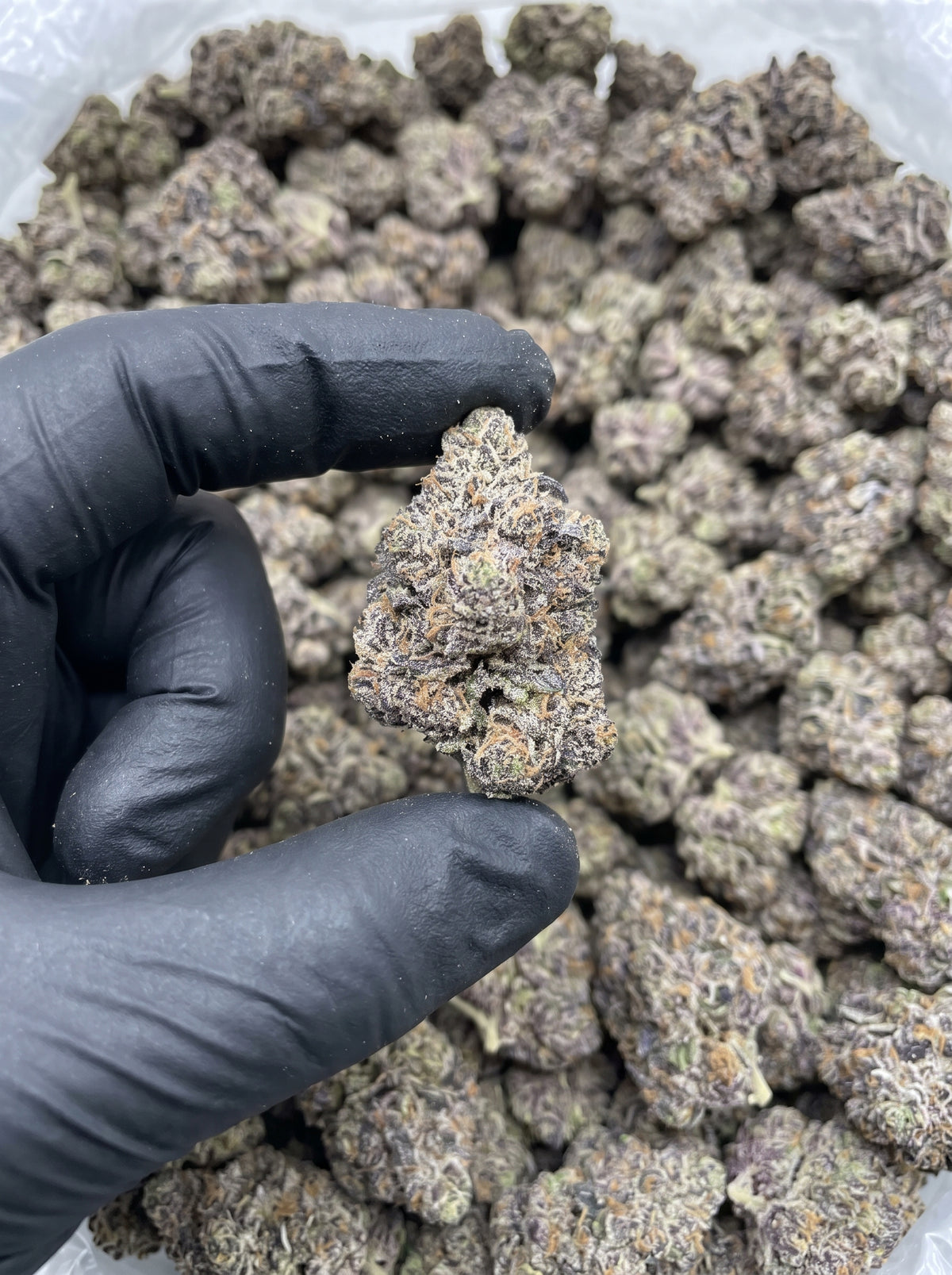 Bag of Cherries THCa flower held in hand