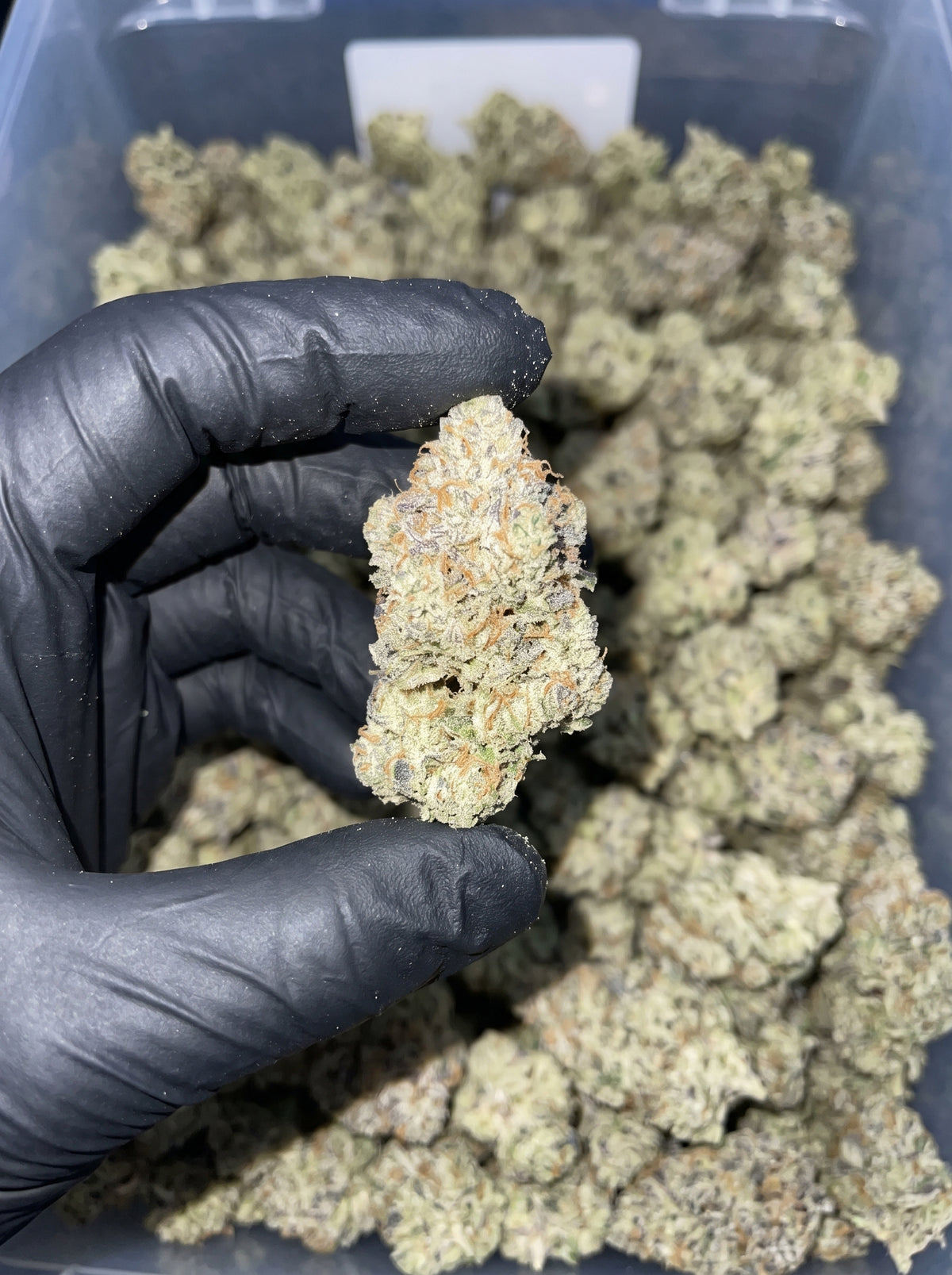 Blueberry Sugar THCa flower held in hand