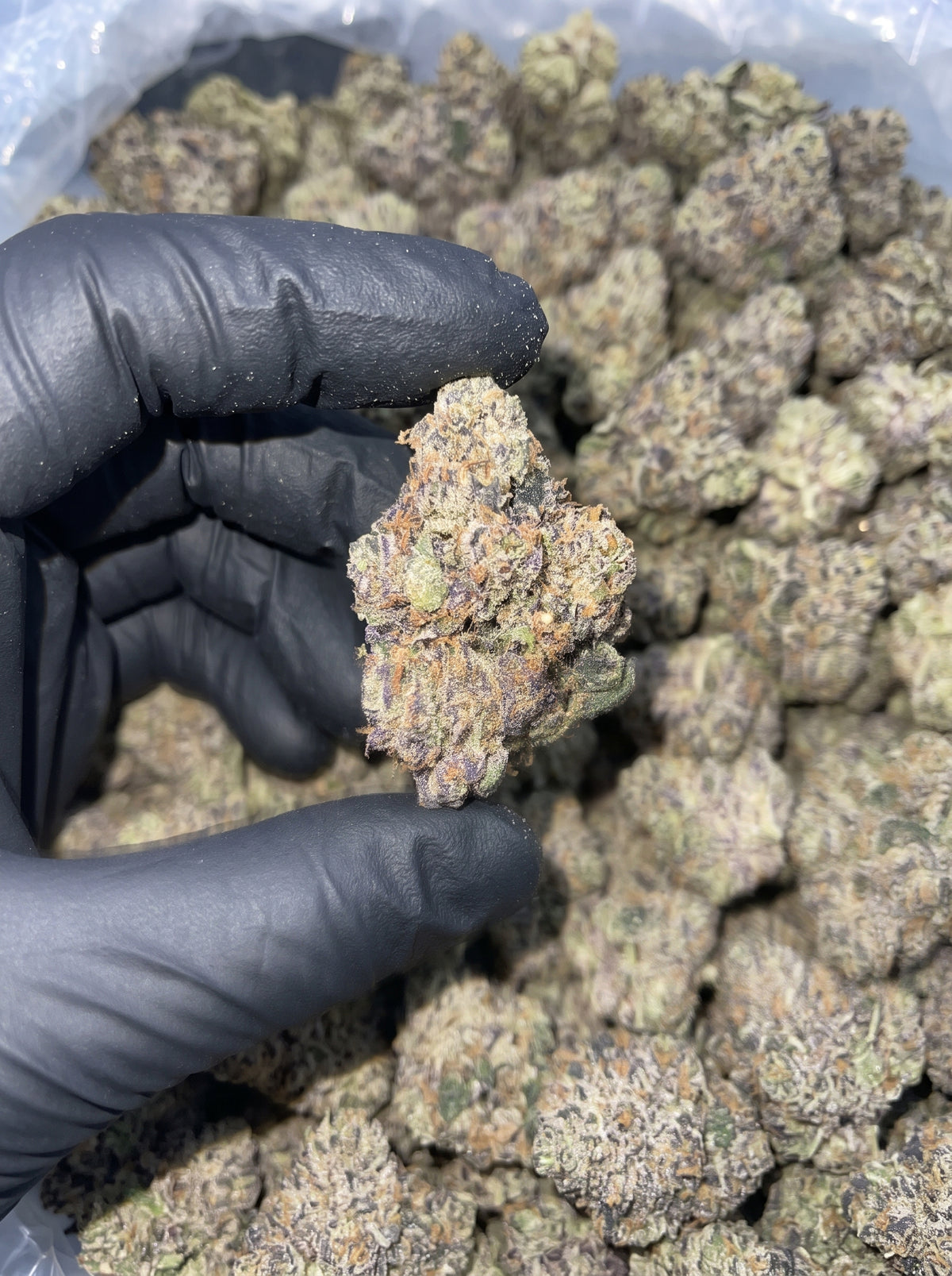 Charmz THCa flower held in hand