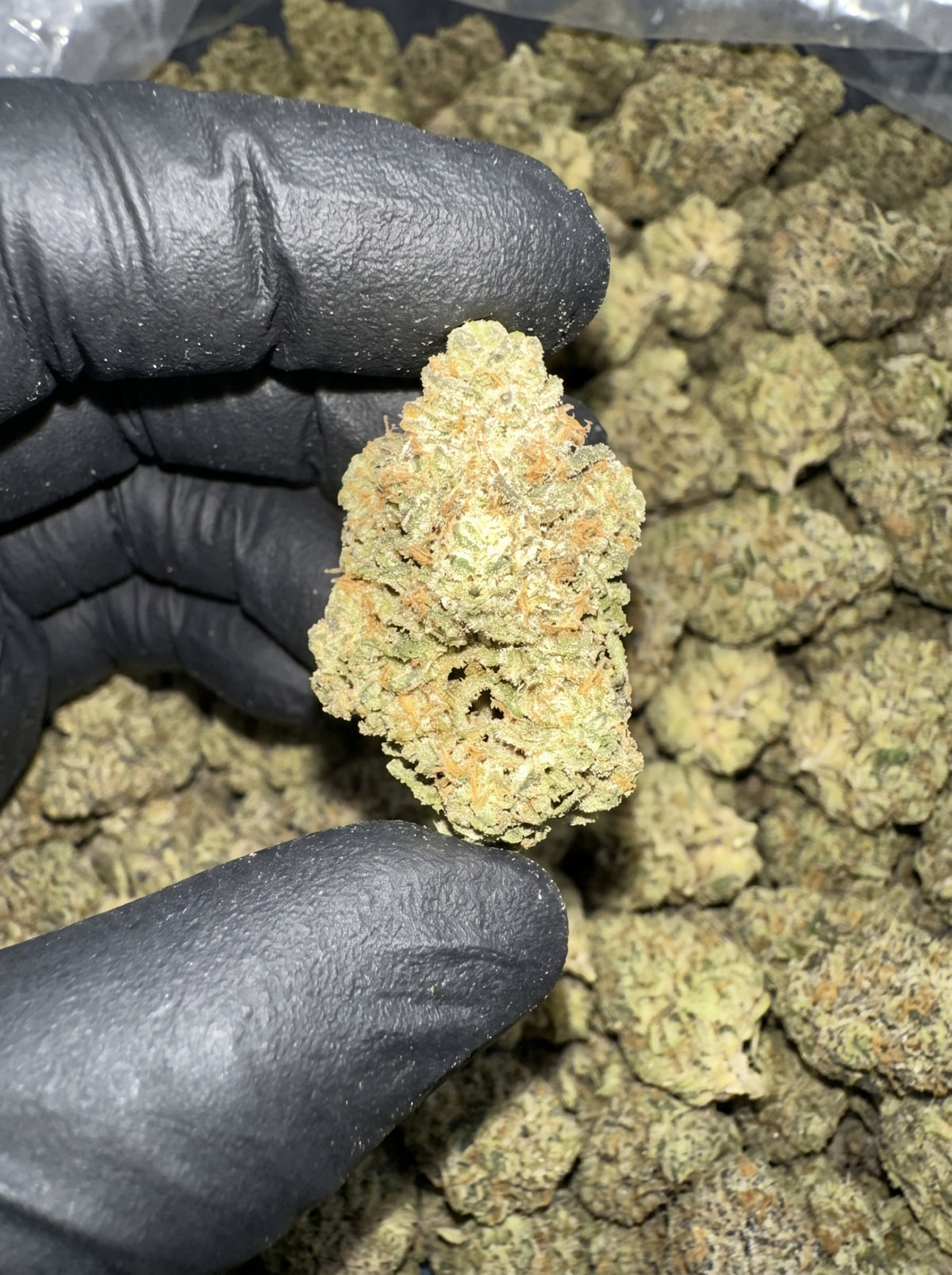 Garlic Juice THCa flower held in hand