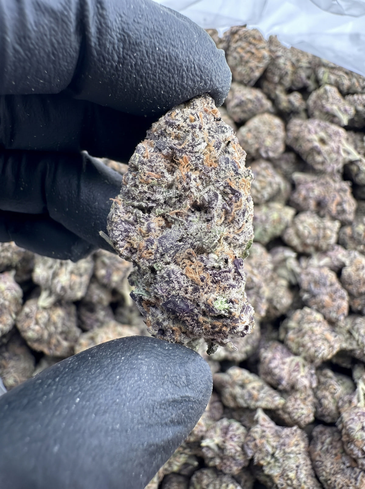 LA Kush Cake THCa flower held in hand