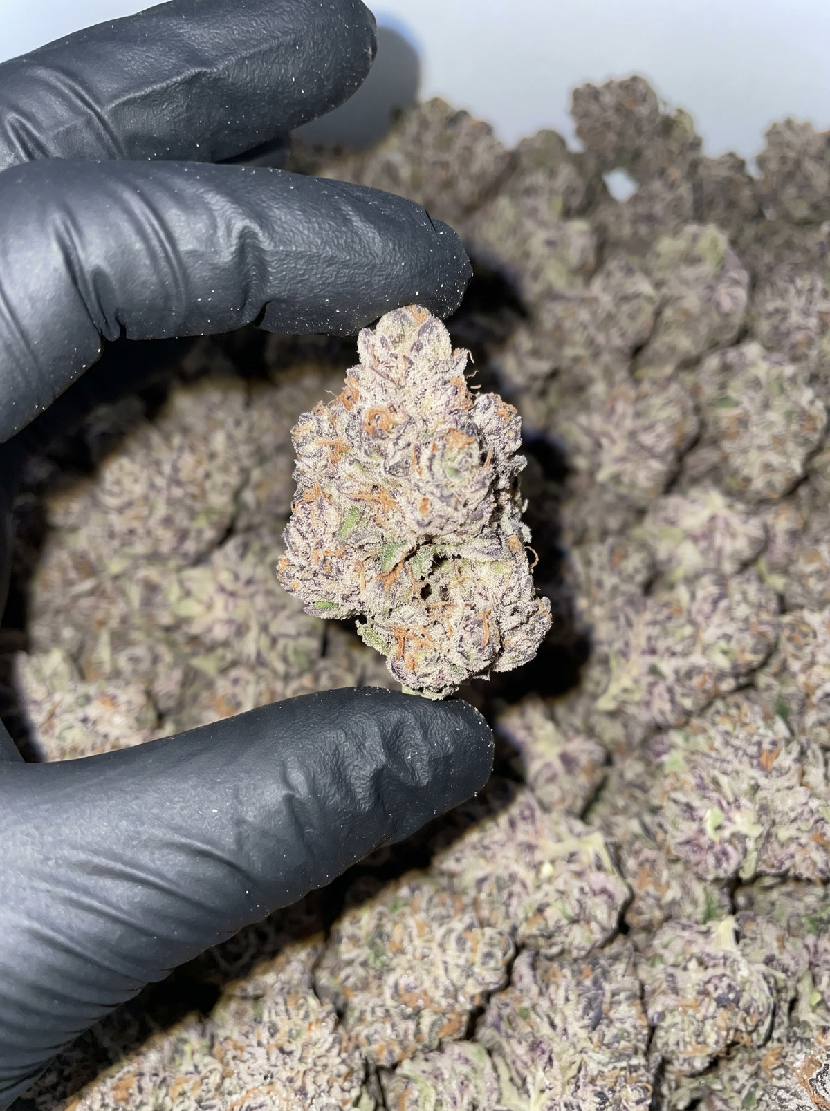 Lemon Cherry Gelato THCa flower held in hand