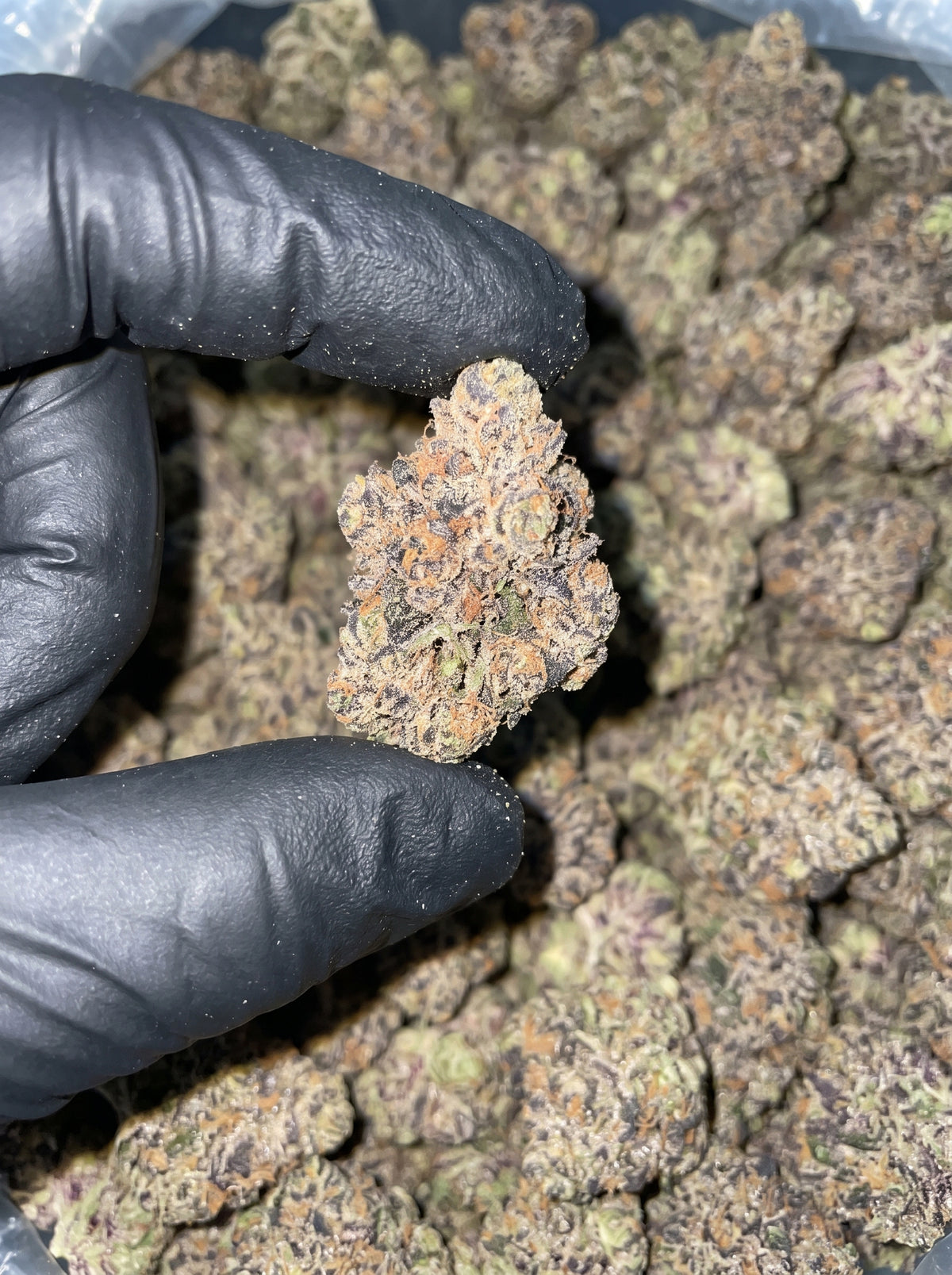 Nuclear Slurpee THCa flower held in hand