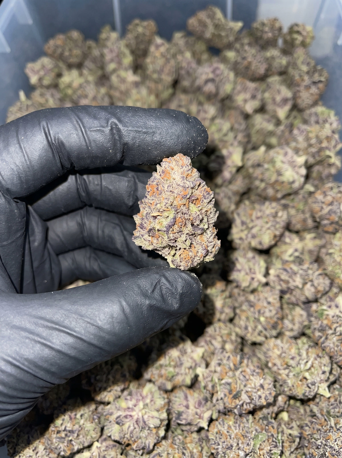 P2 THCa flower held in hand