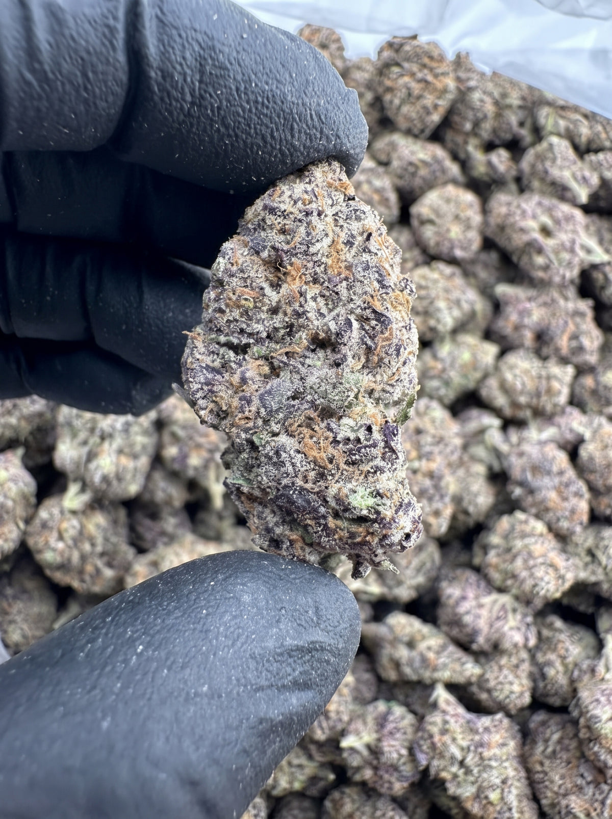 Purple Hulk THCa flower held in hand