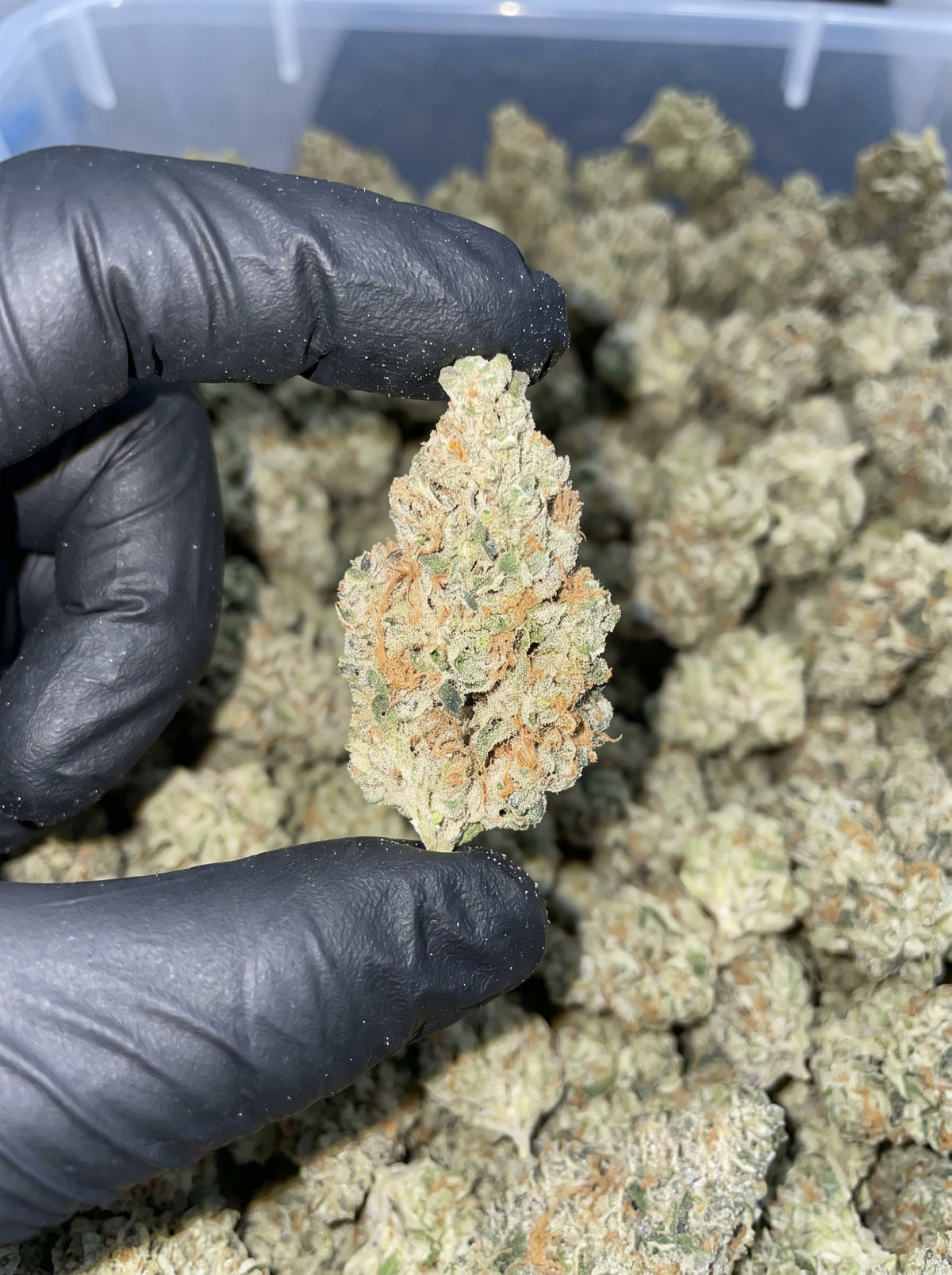 Purple Punch THCa flower held in hand