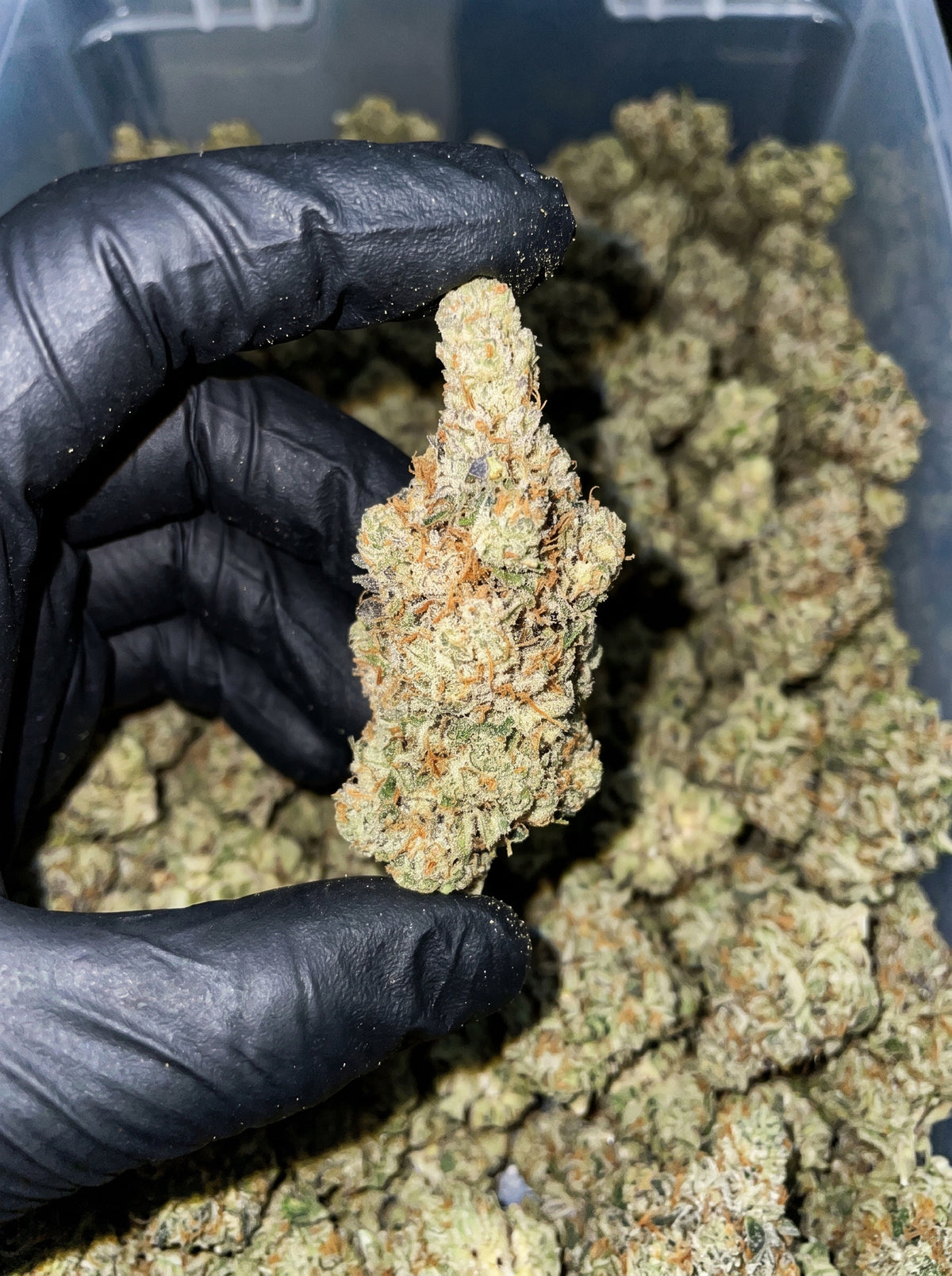 Scooby Snacks THCa flower held in hand