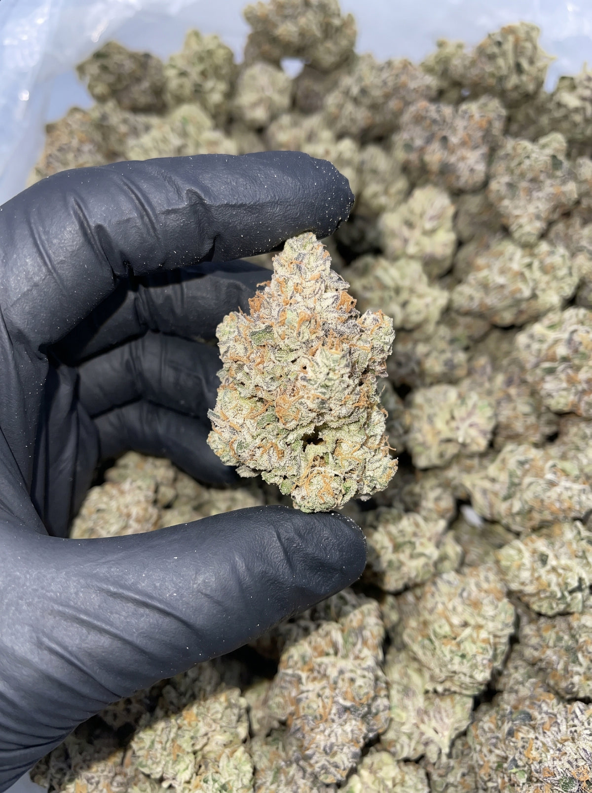 Strawberry Slushee THCa flower held in hand