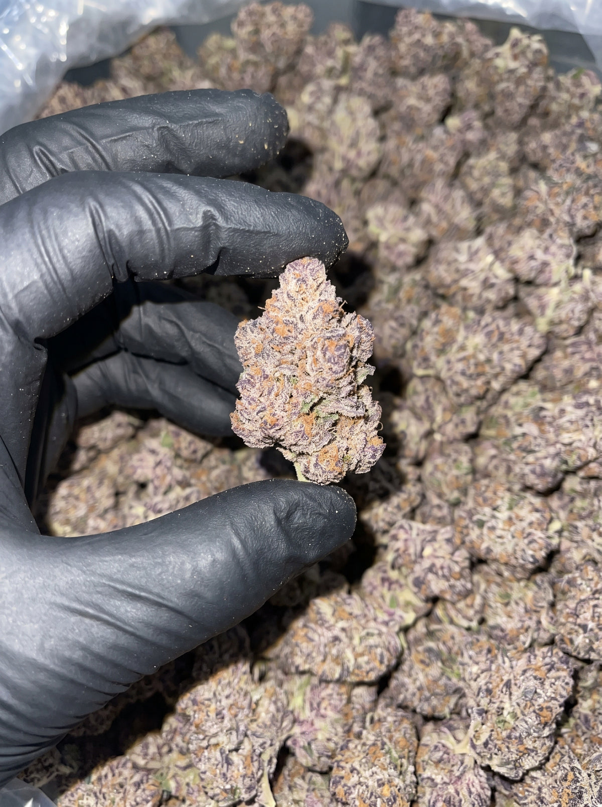 Sub Zero THCa flower held in hand