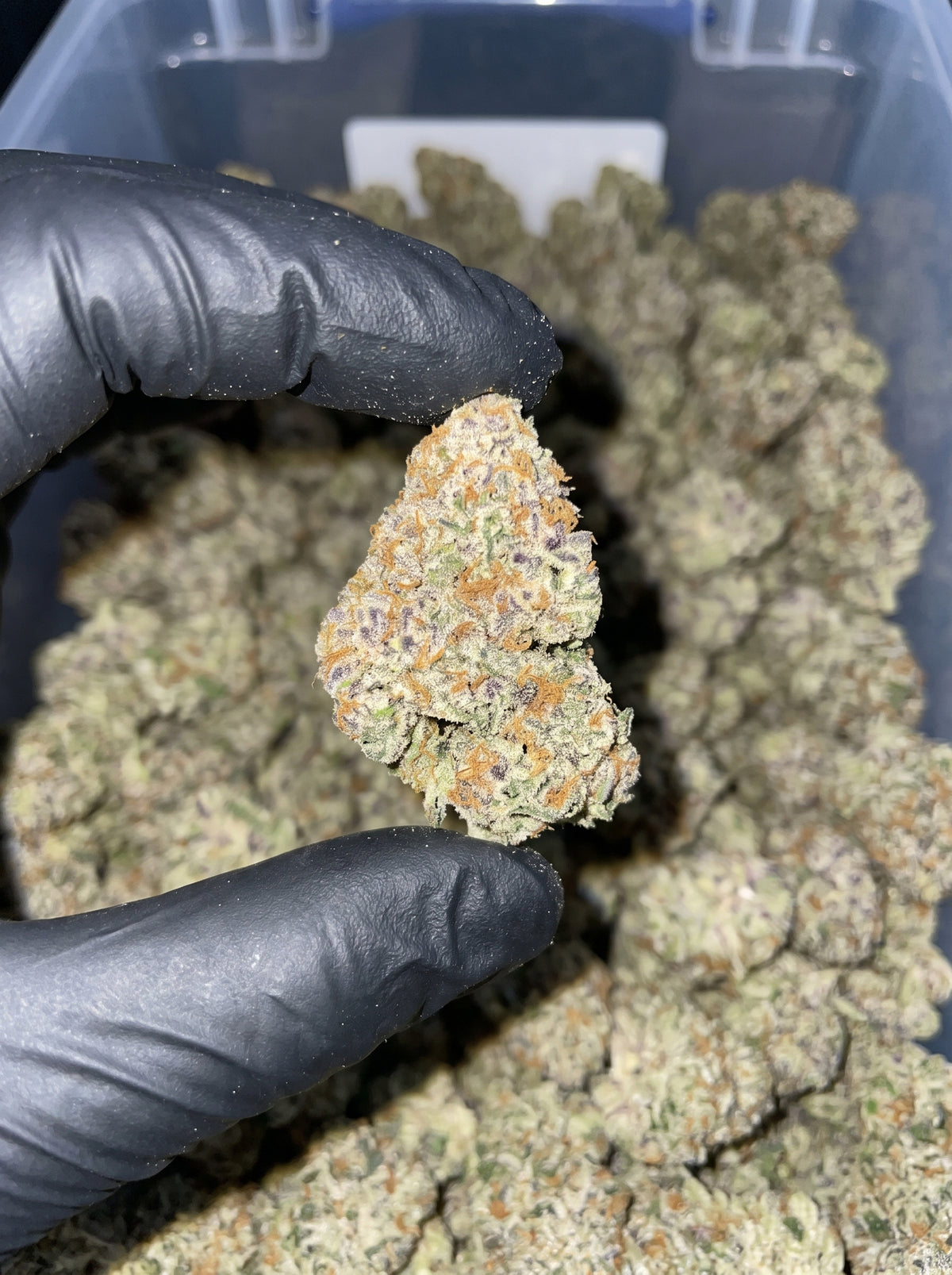 Subzero THCa flower held in hand