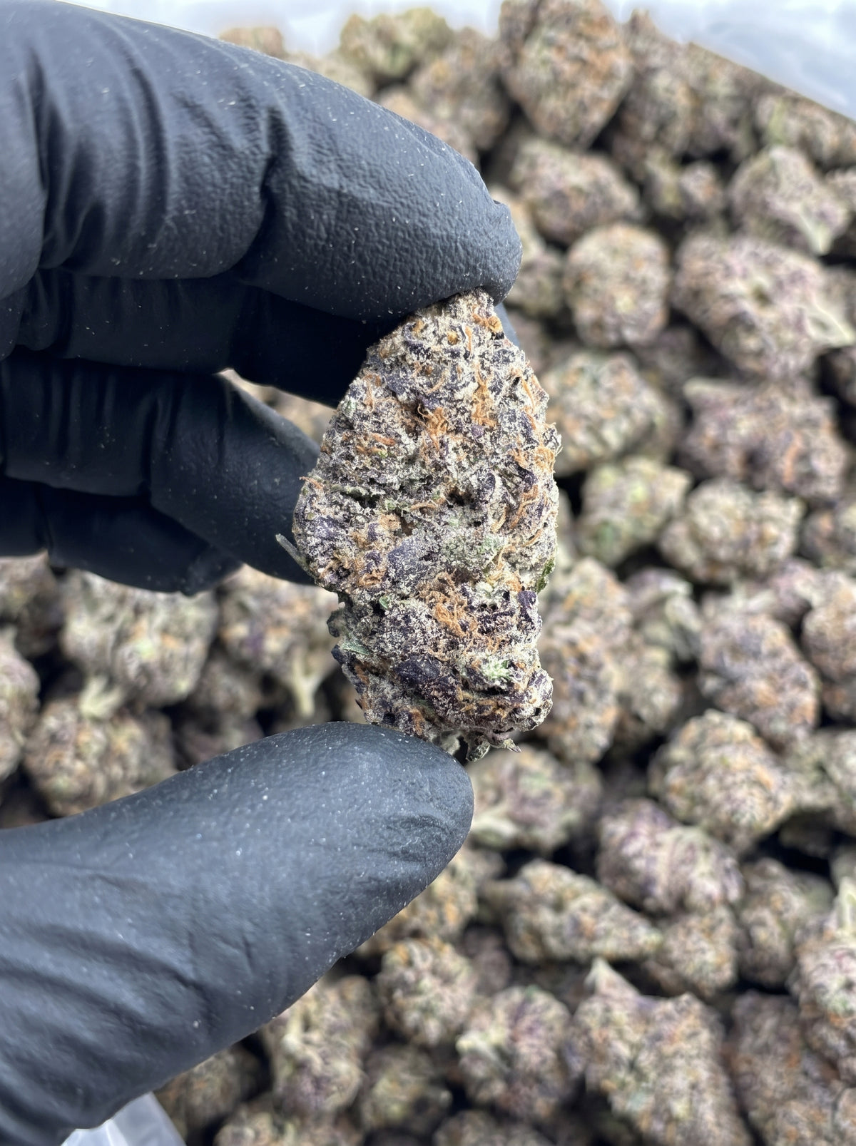 Sunday Driver THCa flower held in hand
