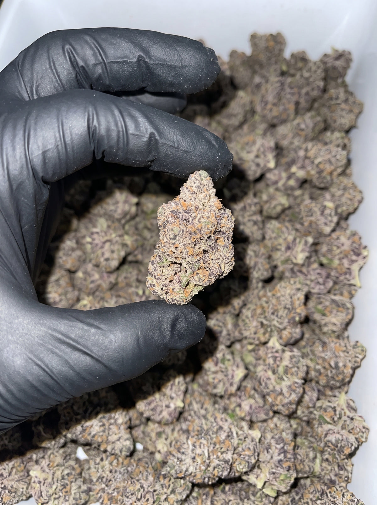 Super Sauce THCa flower held in hand