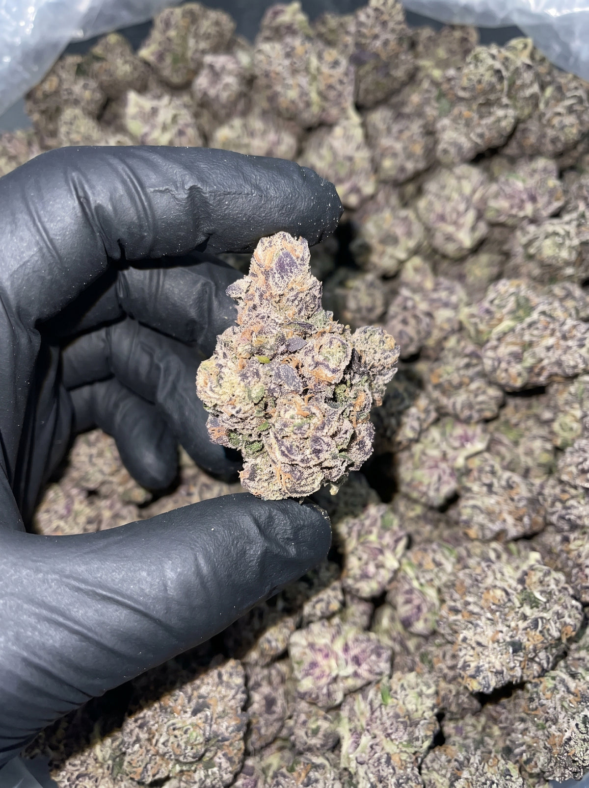 Versace Sour THCa flower held in hand